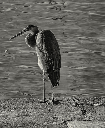 Bridge Heron B&W