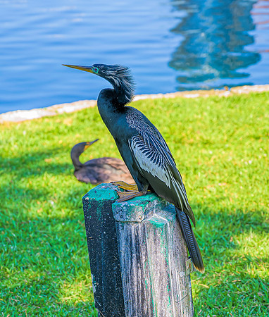 Orlando-6