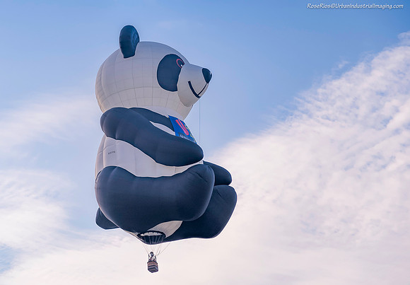 Pandy In Flight Too