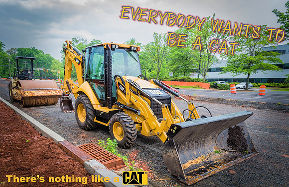 Everybody Wants To Be A Cat
