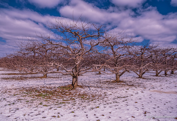Winter Orchard #1