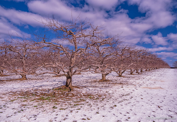 Winter Orchard #2
