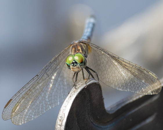 Micanopy DragonFly-1