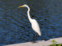 Crane