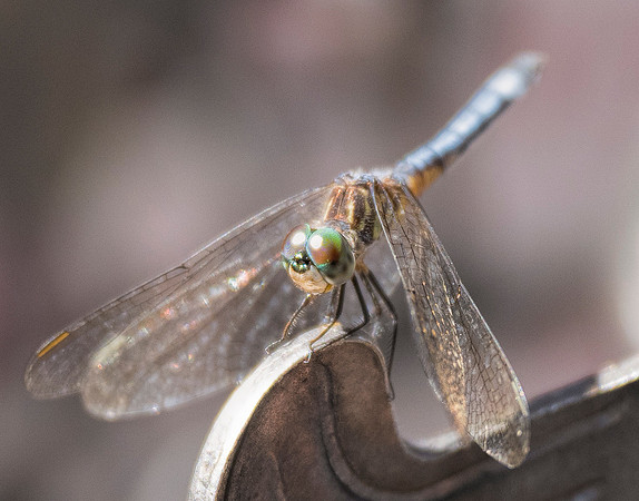 Micanopean DragonFly