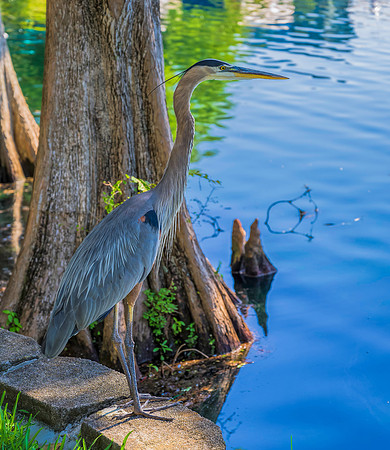 Orlando-2