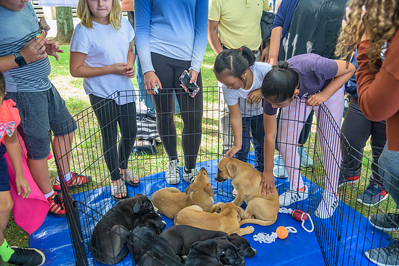 Boyd Park Festival 2018-108