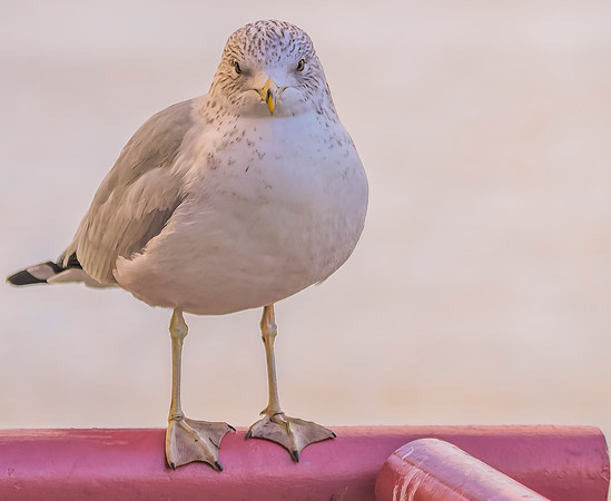 Watchoo Lookin At? -1