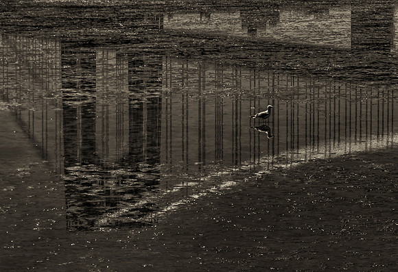 Reflections in B&W-1