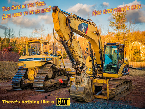 Two Cats In The Yard