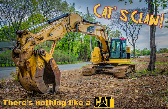 Cat's Claw!