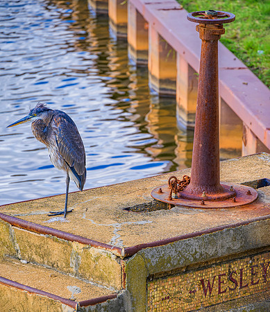 Blue Heron