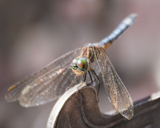 Micanopy DragonFly-2