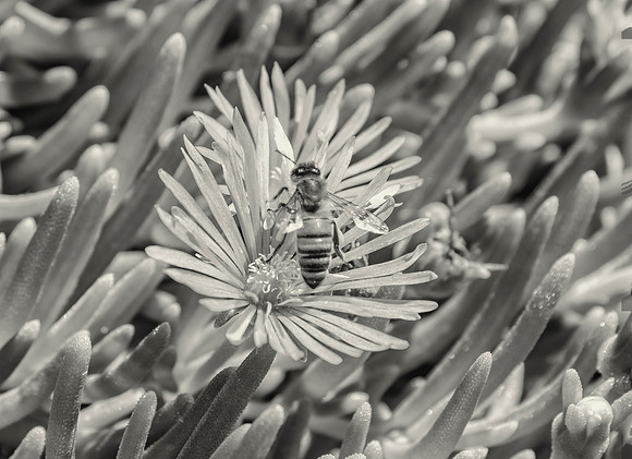HoneyBee