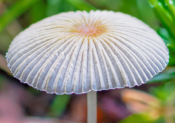 Mushroom