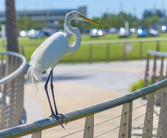 Cape Canaveral Heron