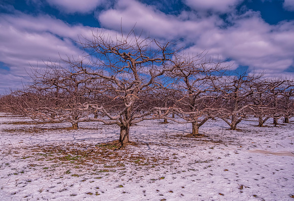 Apple Orchard in Winter